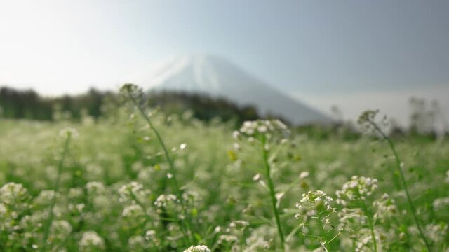 ナズナの花畑から富士山へピン送り