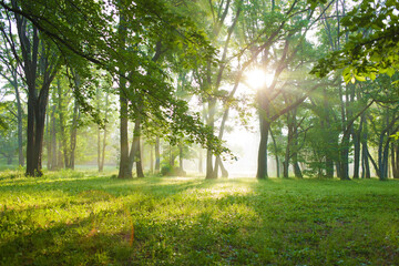 sunshine forest