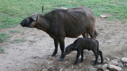 Wasserbüffel mit Baby