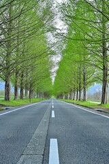 Fototapeta na wymiar 新緑の若葉に包まれたメタセコイヤ並木の情景＠滋賀