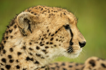 Close-up of cheetah in profile looking right