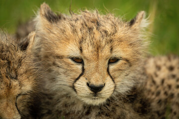 Obraz na płótnie Canvas Close-up of cheetah cub lying with sibling
