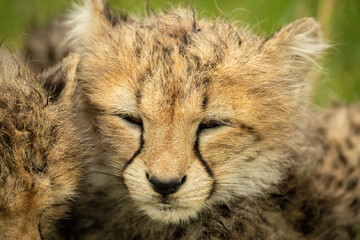 Obraz na płótnie Canvas Close-up of cheetah cub lying beside sibling