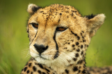 Close-up of cheetah head with grassy background