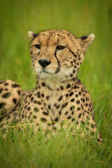 Naklejka na ściany i meble Close-up of cheetah lying in long grass