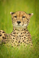 Close-up of cheetah lying in grass staring