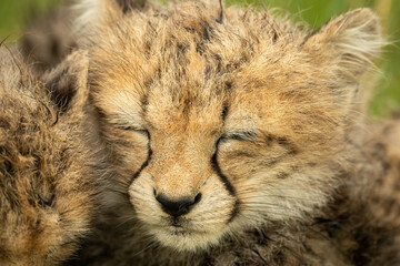 Obraz na płótnie Canvas Close-up of cheetah cub with closed eyes