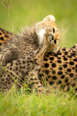 Close-up of cheetah cub sitting licking foot