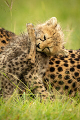 Close-up of cheetah cub sitting licking leg