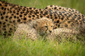Close-up of cheetah cub lying with mother