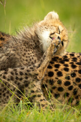 Naklejka na ściany i meble Close-up of cheetah cub sitting licking paw