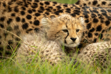 Close-up of cheetah cub lying beside mother