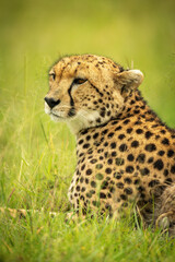 Close-up of cheetah lying down on grass