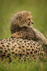 Close-up of cheetah cub lying over mother