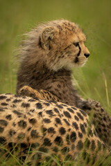 Close-up of cheetah cub sitting pawing mother