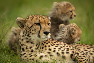 Naklejka na ściany i meble Close-up of cheetah lying down with cubs