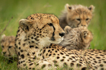 Close-up of cheetah and cubs lying together