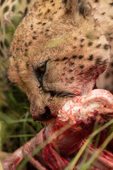 Close-up of cheetah chewing on bloody carcase