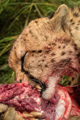 Close-up of cheetah feeding on bloody carcase