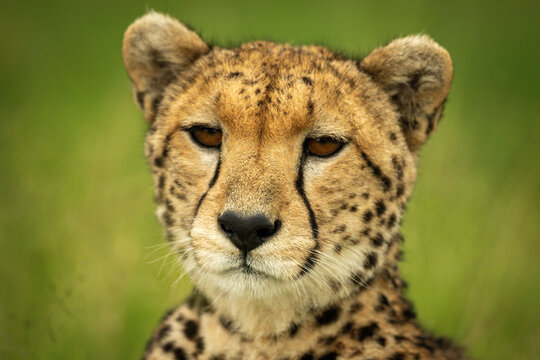 Close-up of cheetah face with grassy background © Nick Dale