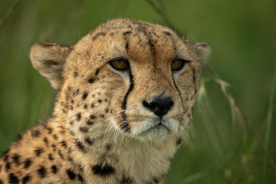 Close-up of cheetah head in tall grass © Nick Dale