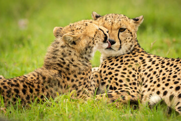 Close-up of cheetah cub lying grooming mother