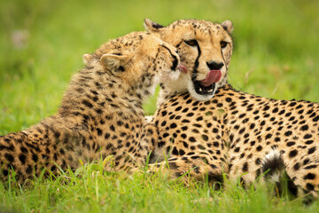 Close-up of cheetah cub lying licking mother