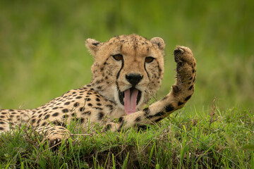 Close-up of cheetah cub lying licking paw