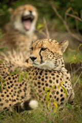 Close-up of cheetah lying by yawning cub