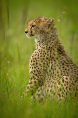Close-up of cheetah cub sitting on grass