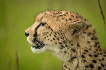 Close-up of cheetah head against blurred grass