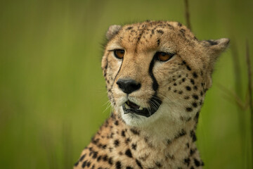 Close-up of cheetah head in blurred grass