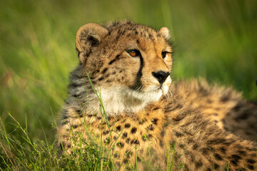 Close-up of cheetah cub lying turning head
