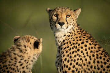 Naklejka na ściany i meble Close-up of cheetah eyeing camera with cub