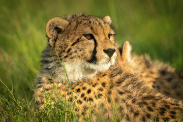Close-up of cheetah cub lying on grass