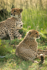 Close-up of cheetah lying down by cub
