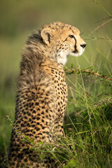 Close-up of cheetah cub sitting in grass