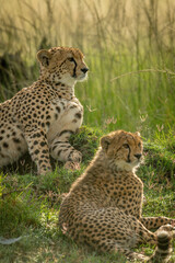 Close-up of cheetah lying down near cub