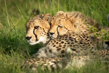Close-up of cheetah cub lying on mother