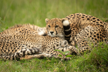 Close-up of cheetah cub lying by mother