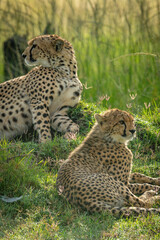 Close-up of cheetah lying down with cub