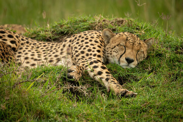 Close-up of cheetah lying asleep on mound
