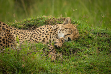Close-up of cheetah lying asleep in grass