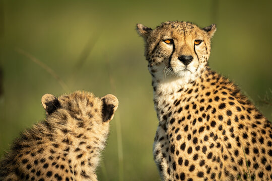 Close-up of cheetah and cub sitting down