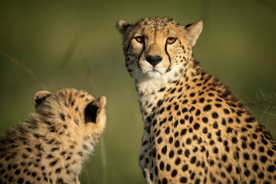 Close-up of cheetah eyeing camera with cub