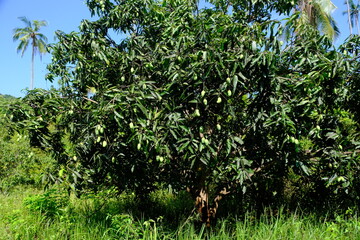 Indonesia Anambas Islands - Mango tree with fruits - Mangifera indica