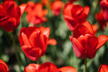 Glade of red tulips. Flowers in the park on a flower bed. Natural background and texture.
