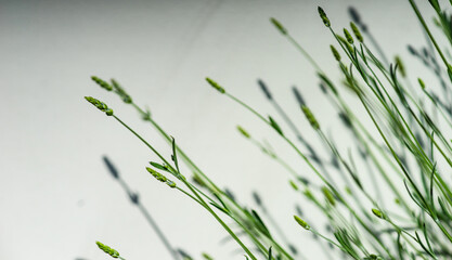 Summer background with lavender