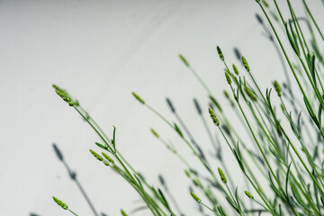 Summer background with lavender