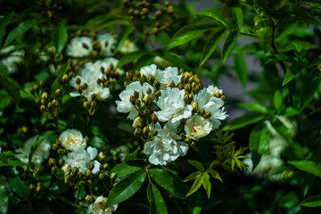 White rose flowers on a bush